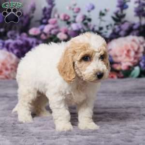 Daisy, Bich-Poo Puppy